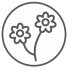 herbs verbina
